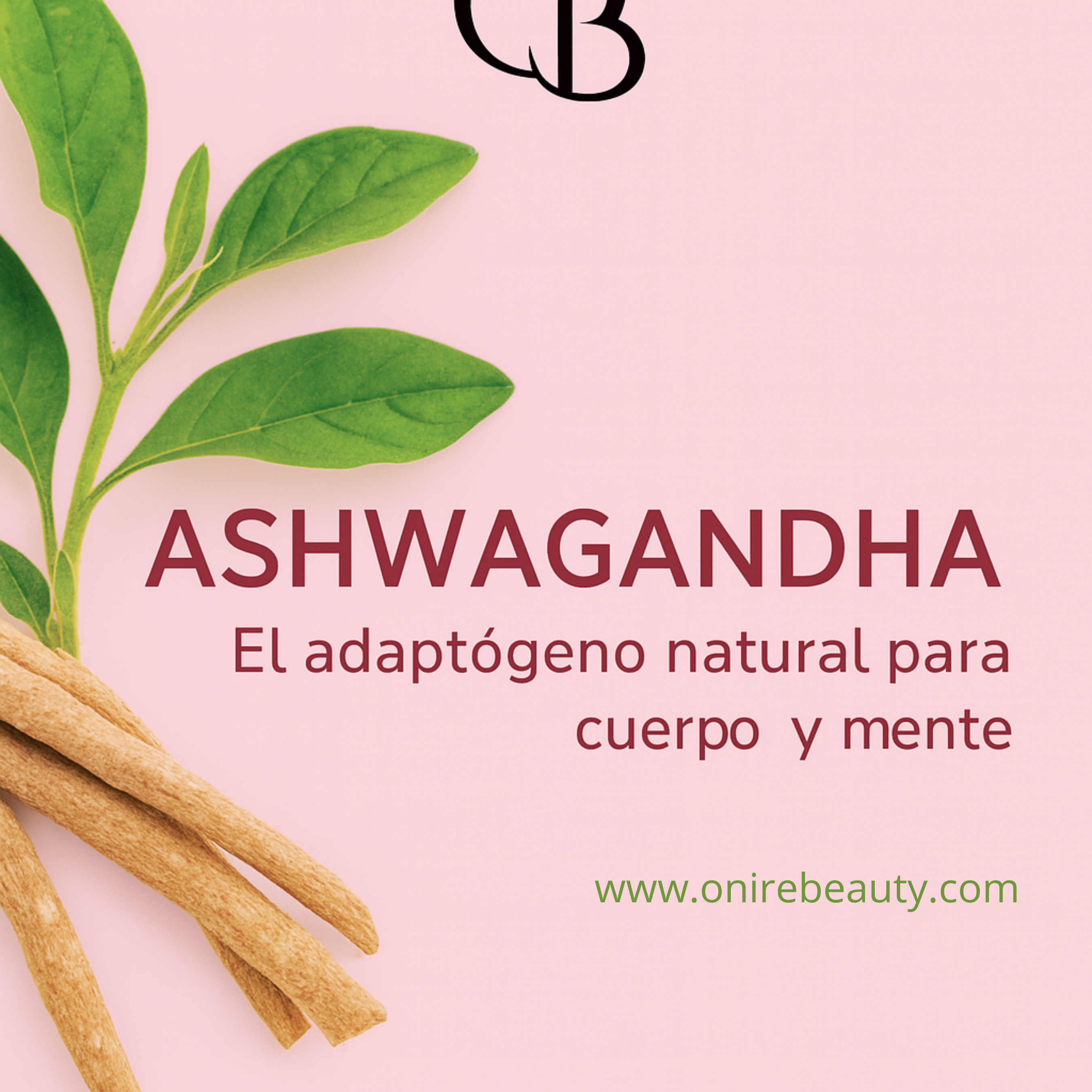 Ashwagandha planta viva y disecada curativa  con fondo rosa
